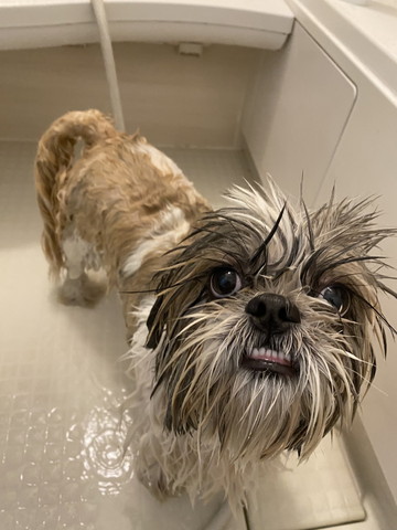 お風呂入るワンコ