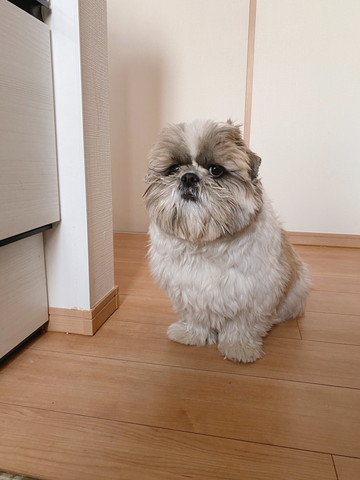 お座りするシーズー