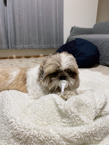 おしゃぶりくわえてるワンコ