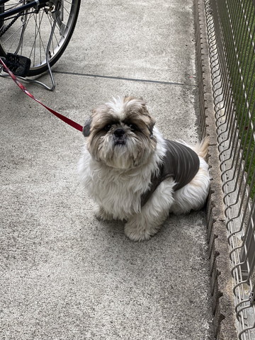 胸元きつそうな洋服着てるワンコ