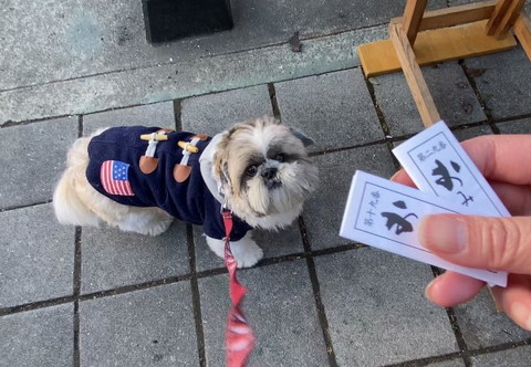 おみくじ見てるワンコ