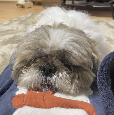 寝てるシーズー