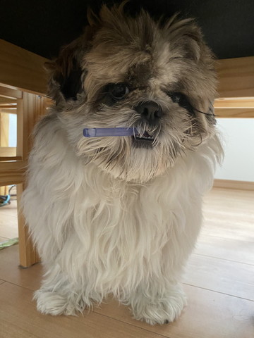 歯磨きしているシーズー