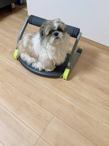 ダイエット器具に乗るワンコ