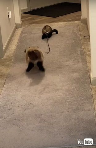 フェレットとニャンコ