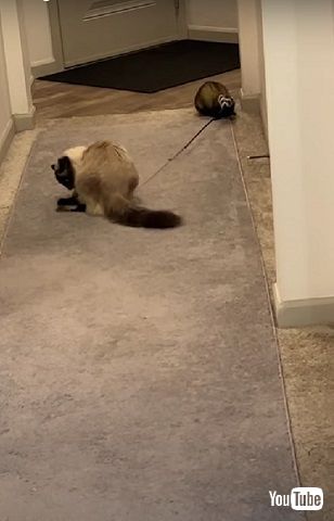 フェレットとニャンコ