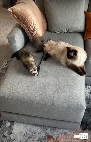 フェレットとニャンコ