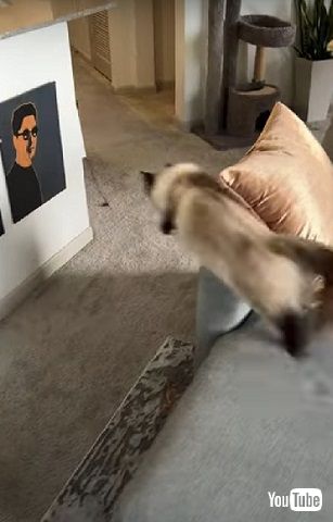 フェレットとニャンコ