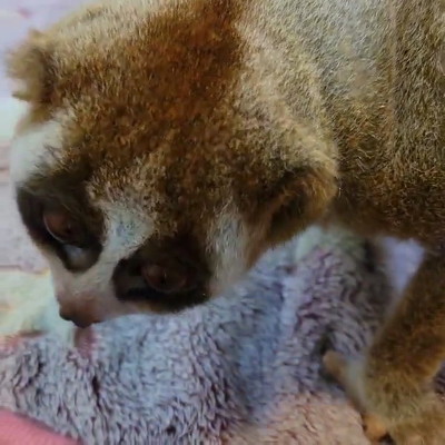 スローロリス