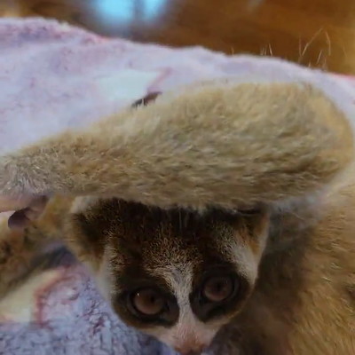 スローロリス