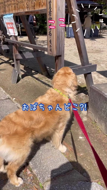 おばちゃんどこ