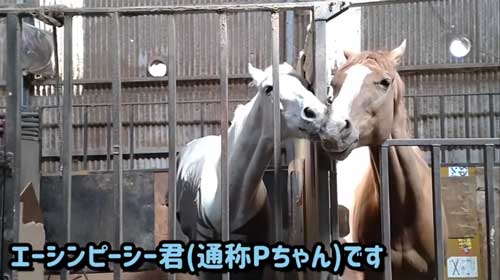 エーシンピーシー 10年一緒に過ごした 引退競走馬 添い寝 甘える 馬 芦毛 信頼 寝姿