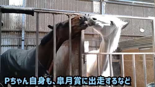 エーシンピーシー 10年一緒に過ごした 引退競走馬 添い寝 甘える 馬 芦毛 信頼 寝姿