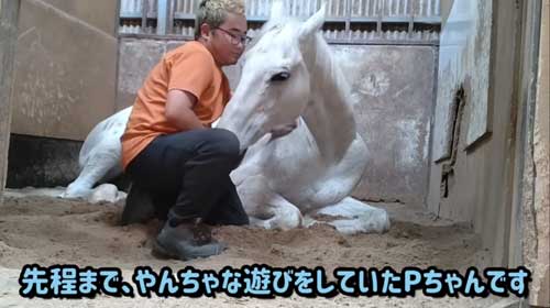 エーシンピーシー 10年一緒に過ごした 引退競走馬 添い寝 甘える 馬 芦毛 信頼 寝姿