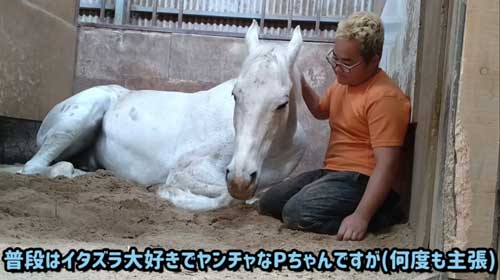 エーシンピーシー 10年一緒に過ごした 引退競走馬 添い寝 甘える 馬 芦毛 信頼 寝姿