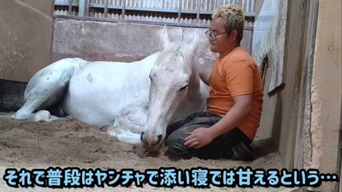 エーシンピーシー 10年一緒に過ごした 引退競走馬 添い寝 甘える 馬 芦毛 信頼 寝姿