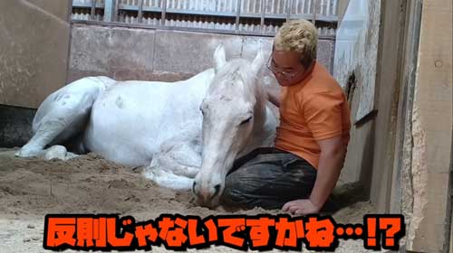 エーシンピーシー 10年一緒に過ごした 引退競走馬 添い寝 甘える 馬 芦毛 信頼 寝姿