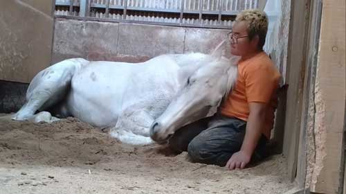 エーシンピーシー 10年一緒に過ごした 引退競走馬 添い寝 甘える 馬 芦毛 信頼 寝姿