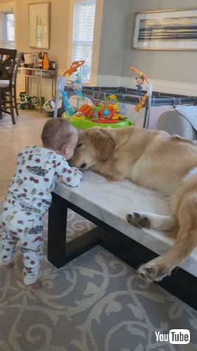 「A Girl And Her Bestie Pal Golden || ViralHog」