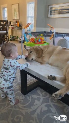 「A Girl And Her Bestie Pal Golden || ViralHog」