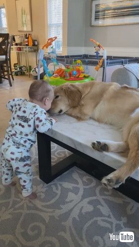 「A Girl And Her Bestie Pal Golden || ViralHog」