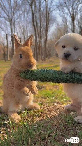 「Rabbit Chomps on Veggies Next to Puppy || ViralHog」