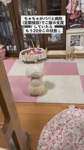 ちゃちゃちゃんが定期検診に行ったら……