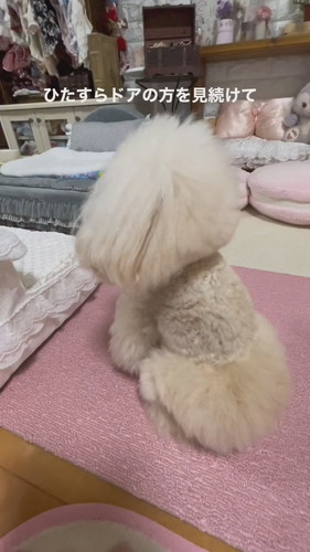 ちゃちゃちゃんが定期検診に行ったら……