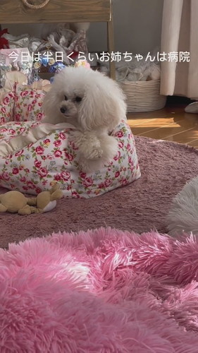 ねねちゃん試練の日