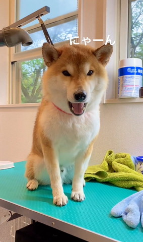 にゃーんテロップ