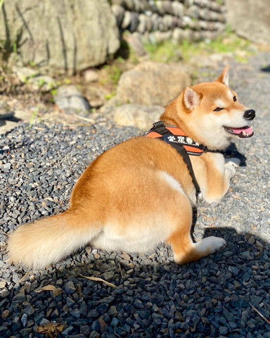 お尻むけてるワンコ