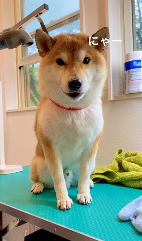 にゃーテロップ