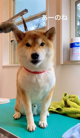 あーのねテロップ