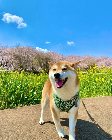 お花畑バックに笑顔のワンコ