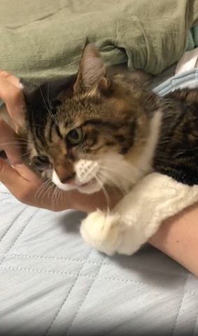 飼い主の腕に抱きつく猫横向き鳴いてる