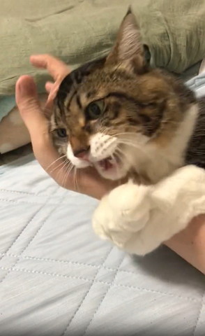 飼い主の腕に抱きつく猫手の甲でなでる