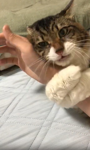 飼い主の腕に抱きつく猫正面