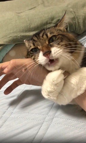 飼い主の腕に抱きつく猫横目で画面左見てる