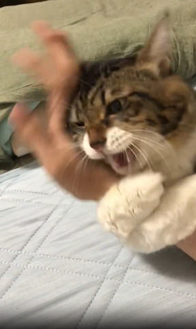 飼い主の腕に抱きつく猫手を振る