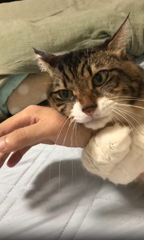飼い主の腕に抱きつく猫遠く見てる