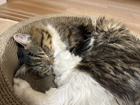 丸まって寝る猫