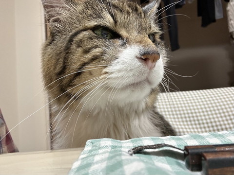 テーブルの前に座る猫