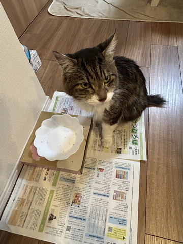 ごはん皿の前に座る猫