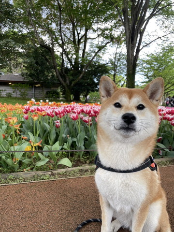 花畑の前で凛々しいワンコ