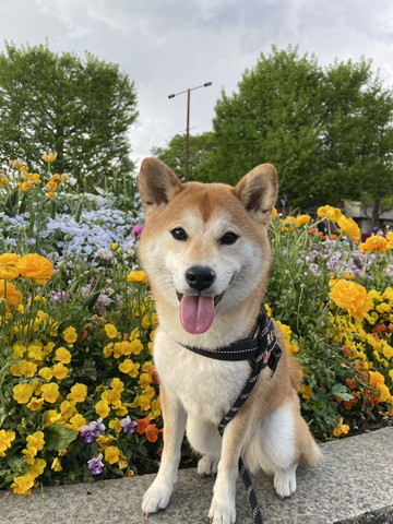 花畑の前で舌だしてるワンコ