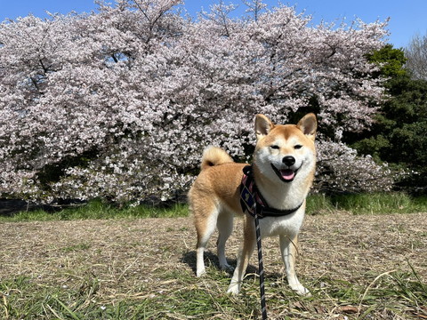 桜とワンコ