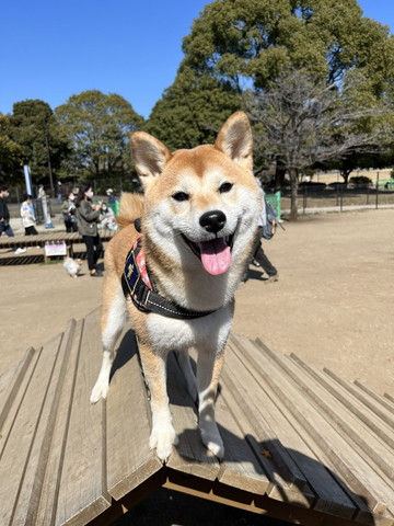 小屋のようなものに登ったワンコ