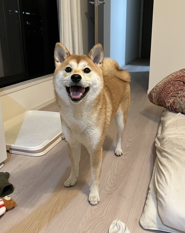 家で笑顔のワンコ