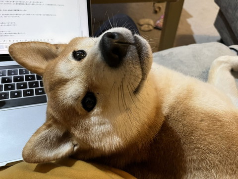 PCと柴犬
