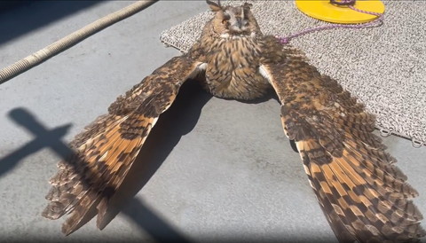 羽広げたフクロウ全体図